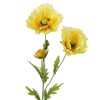 Wild Poppies Yellow 70cm - P069 K2