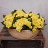 Artificial Primrose Plants Yellow 24cm - P032 