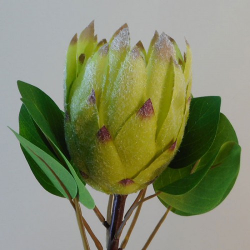 Artificial King Protea Green 65cm - P272 HH4