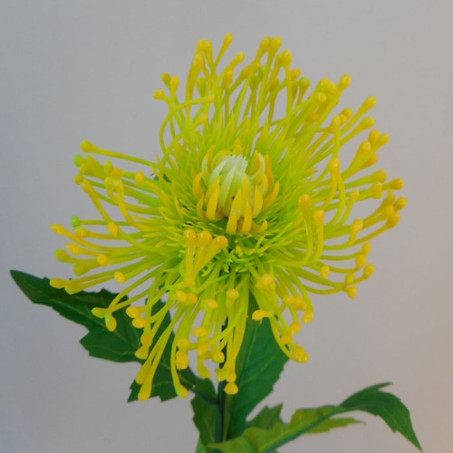 Artificial Leucospermum Protea Yellow and Lime 70cm - L105 E1 Artificial Leucospermum Protea Yellow and Lime 70cm - L105 E1