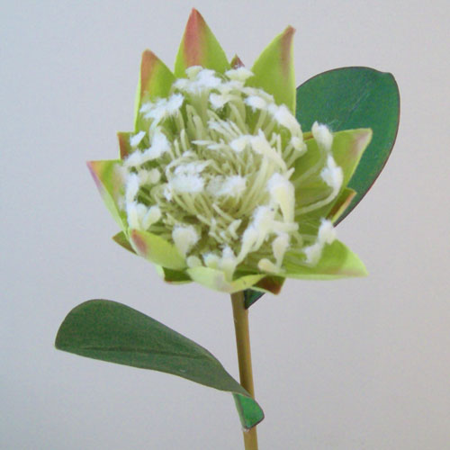 Artificial Protea Green 57cm - P044 J4