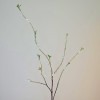 Pussy Willow Spray 110cm - PUS001 P2