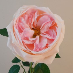 Artificial Cabbage Rose Pale Pink 60cm - R761 O2