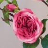 Artificial Cabbage Roses Branch Pink 90cm - R804 Q2