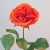 Artificial Cabbage Roses Orange 55cm - R712 