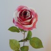 Roses Miss Havisham Dark Pink 64cm - R524 M2