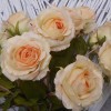Roses Miss Havisham Peach 64cm - R516 M4