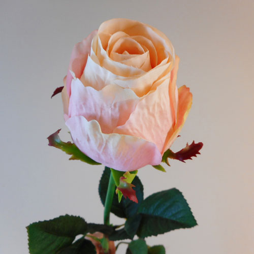 Belgravia Rose Peach Pink 71cm - R219 L3