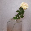 Fleur Artificial Rose Lemon Sweet Honey 63cm - R649 FF4