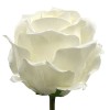 Giant Silk Rosebuds Cream 130cm | VM Display Prop - R970