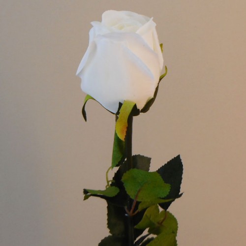 Prize Rose Bud White 62cm - R156C 