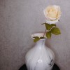 Roses Miss Havisham Cream 64cm - R523 DD3