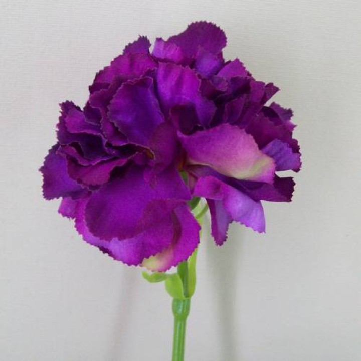 Carnations Carnations