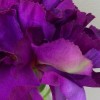 Silk Carnation Purple 60cm - C009 D2