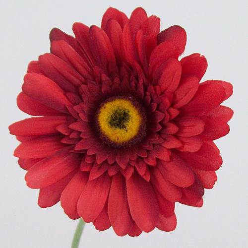 Silk Gerbera Red 65cm - G033 F2