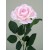 Premium Roses Pink - R014e L3