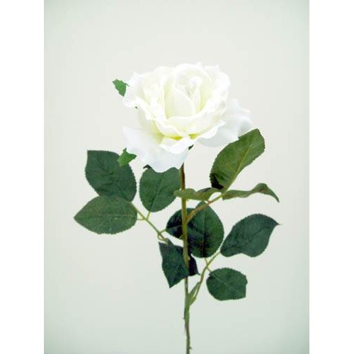 Premium Roses Ivory Cream 70cm  - R014A 