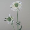 Silk Scabious Flowers Cream 64cm | Artificial Scabiosa - S060 U4 Silk Scabious Flowers Cream 64cm | Artificial Scabiosa - S060 U4