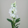 Snapdragon Ivory 59cm - S043 AA2