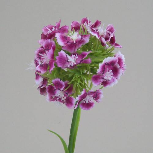 Sweet William Dark Pink 42cm - S039 U4