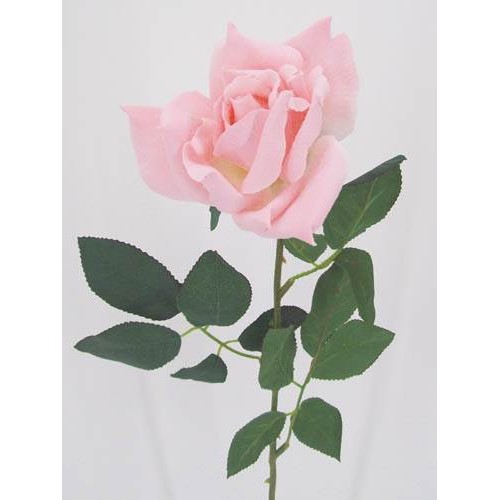 Pale Pink Tea Rose 67cm - R035 O1