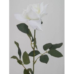 White Tea Rose 67cm - R034 A4