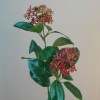 Artificial Skimmia Red 70cm - S054 KK2