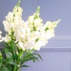 Snapdragon Ivory 59cm - S043 AA2