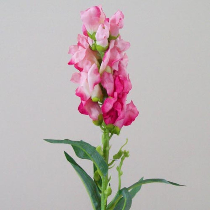 Snapdragons Snapdragons