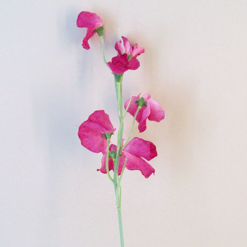 Luxury Artificial Sweet Peas Stem Dark Pink - S103 P2 Luxury Artificial Sweet Peas Stem Dark Pink - S103 P2