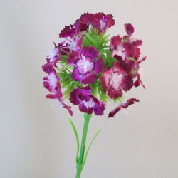 Sweet William Magenta Pink 42cm - S014 P3