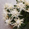 Wild Sea Holly Thistles Cream 67cm - E023 FF2