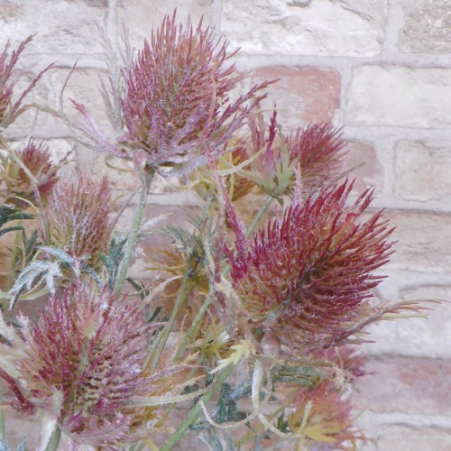 Artificial Eryngium Thistles Sea Holly Red 72cm - E024 F3