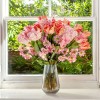 Artificial Parrot Tulips Pale Pink 64cm  - T021 BX8