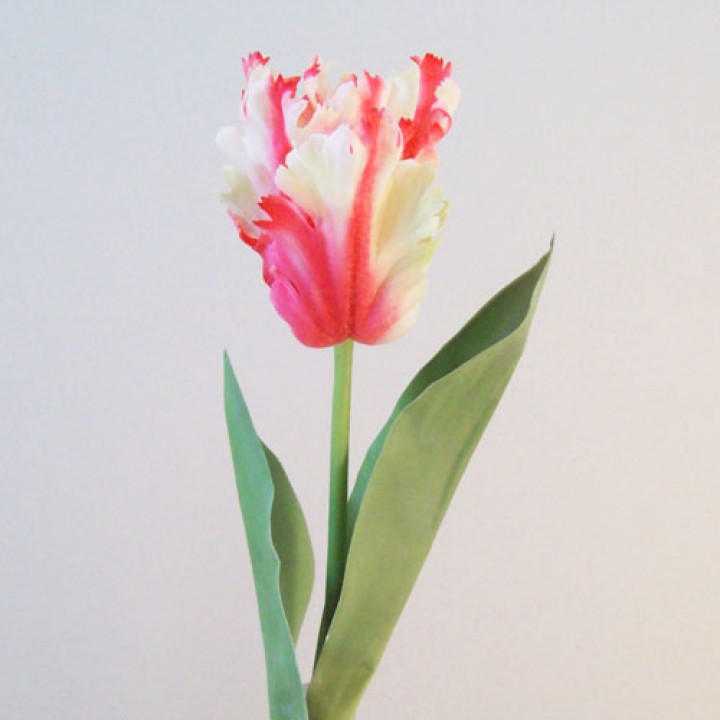 Tulips Tulips