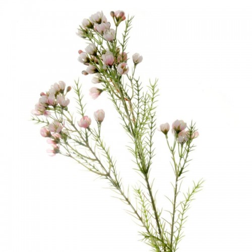 Artificial Wax Flowers Blush Pink 78cm - W036 FF1