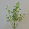 Short Stem Artificial Wax Flower Buds White 36cm - W069 II1 Short Stem Artificial Wax Flower Buds White 36cm - W069 II1