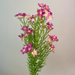 Artificial Wax Flowers Dark Pink 68cm - W074