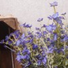 Artificial Wild Flower Plants Blue 45cm - W001 T1