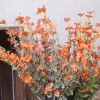 Artificial Wild Flower Plants Orange 45cm - W008 N1