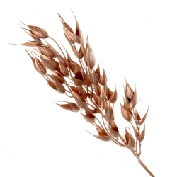 Metallic Barley Husks Copper 40cm - X22015 CC3