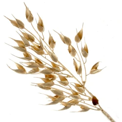 Metallic Barley Husks Gold 40cm - X22014 BAY2D