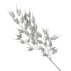 Metallic Barley Husks Silver 40cm - X22013 CC4