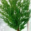 Real Touch Cedar Pine Stem 61cm - X25047 BAY 3A