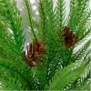 Real Touch Norfolk Pine Bunch 56cm - X25045 BAY 3B