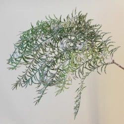 Snowy Christmas Cedar Asparagus Trailing 58cm - X21061 BAY4C