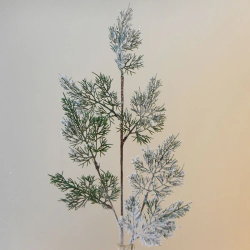 Christmas Cypress with Snow - X21042 BAY4C