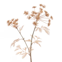 Eco Artificial Queen Anne's Lace Cappuccino 74cm - Q006 BX11