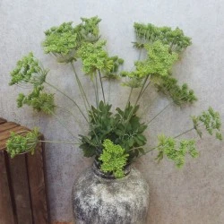 Anethum Green 90cm - A004 B2