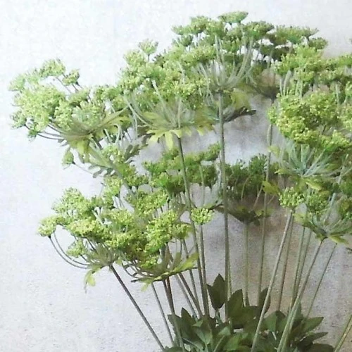 Anethum White 90cm - A005 B2